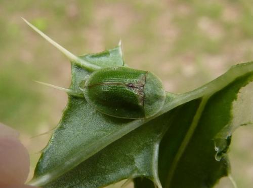 Réf. 73 720 : Cassida sp.