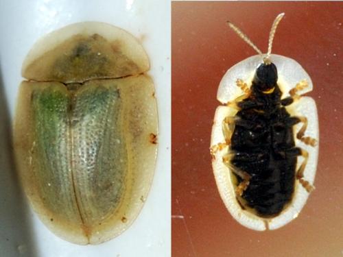 Réf. 73 162 : Cassida sp.