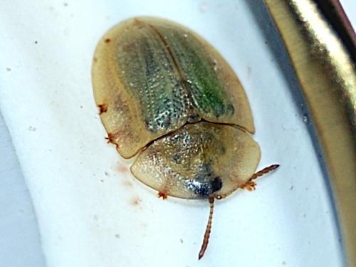 Réf. 73 161 : Cassida sp.