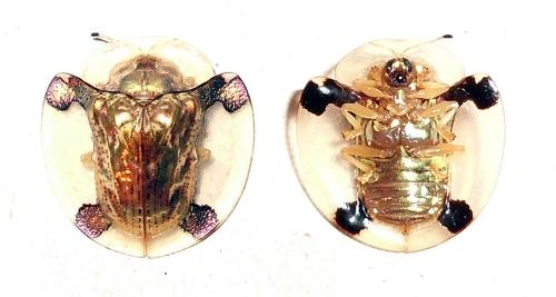 Aspidimorpha sp.