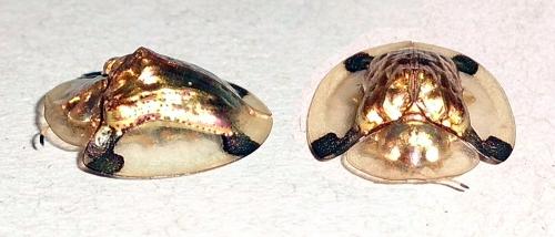 Aspidimorpha sp.