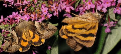 Réf. 73 699 : Catocala fulminea