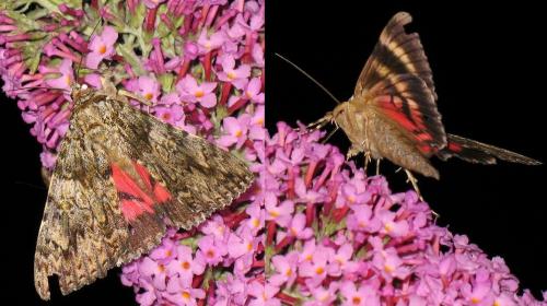 Catocala promissa