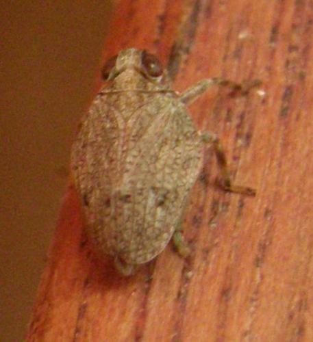 Réf. 73 954 : Issus coleoptratus