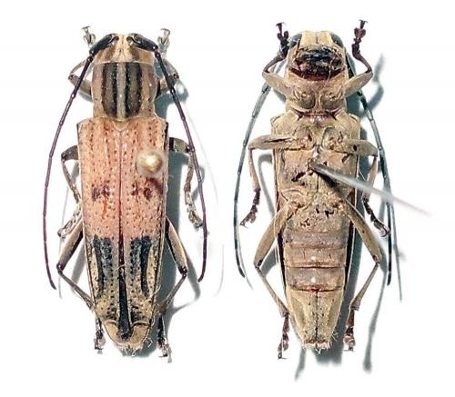 Glenea quadrinotata