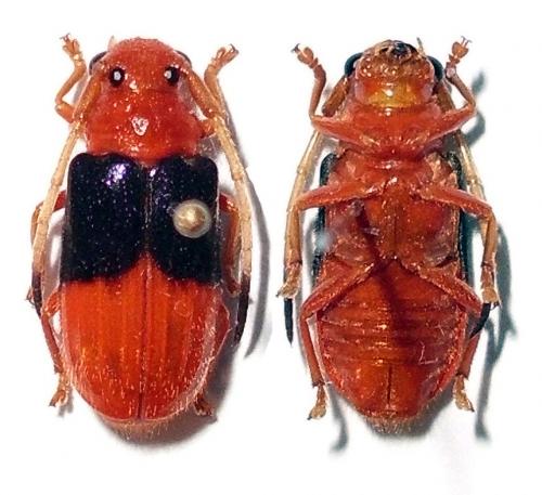 Réf. 73 524 : Astathes dimidiata
