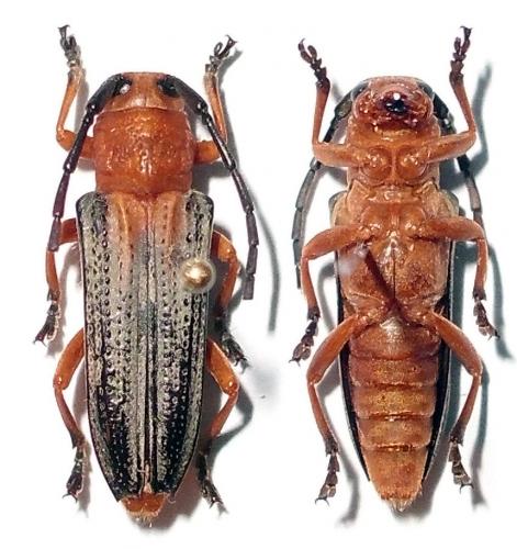 Stibara tricolor
