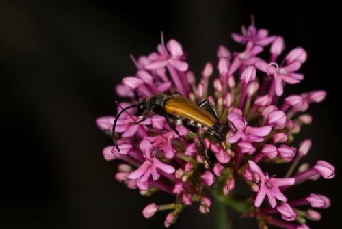 Stictoleptura fulva
