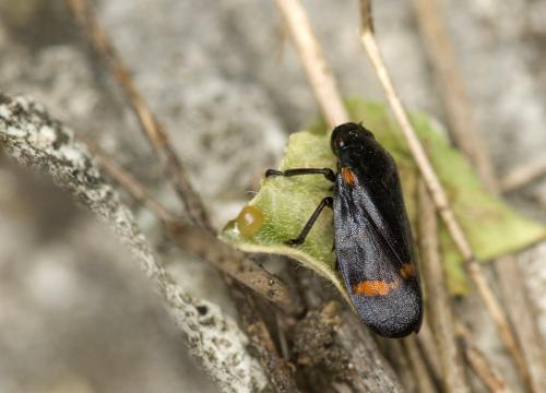 Cercopis sanguinolenta