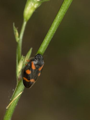 Cercopis intermedia