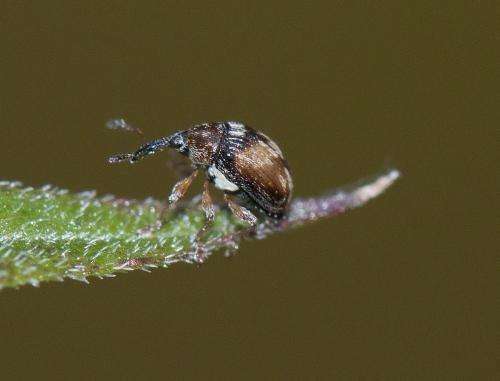 Nanophyes sp.