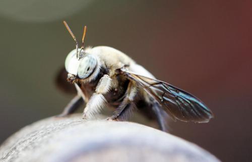 Xylocopa sp.