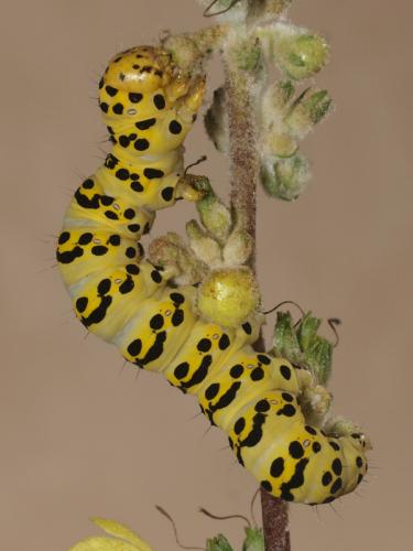 Réf. 73 190 : Cucullia lychnitis