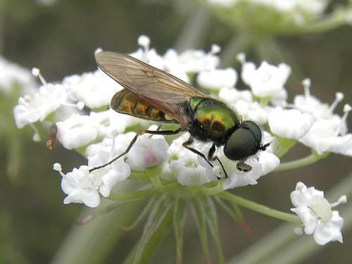 Réf. 73 801 : Chloromyia formosa