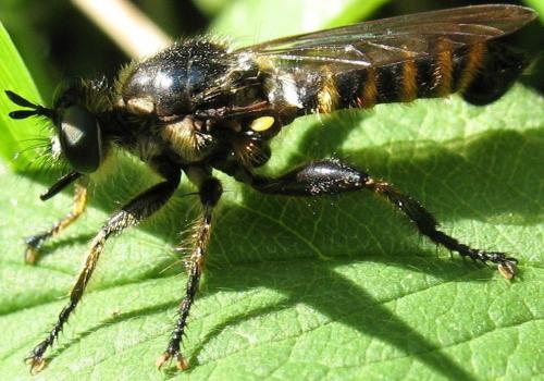 Réf. 73 012 : Choerades fimbriata