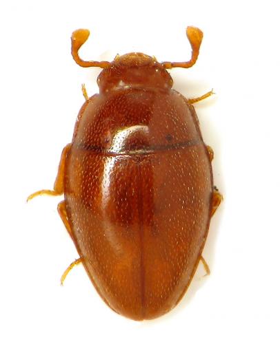 Cholovocera gallica