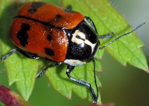 Réf. 73 689 : Cryptocephalus octopunctatus