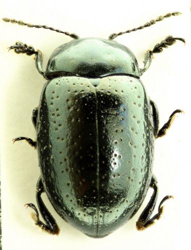 Chrysolina hyperici