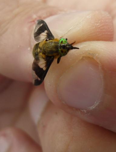 Chrysops caecutiens