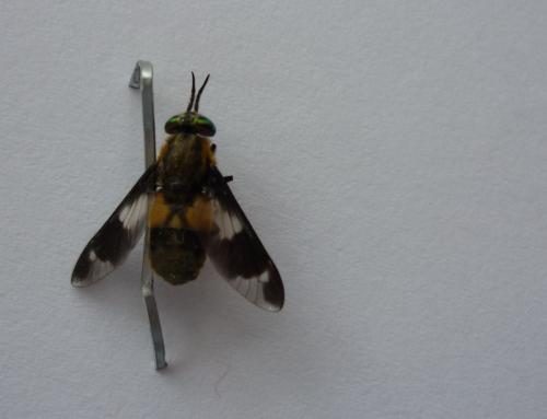 Chrysops caecutiens