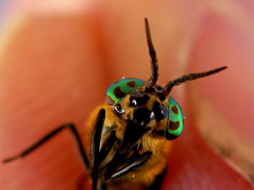 Chrysops sp.