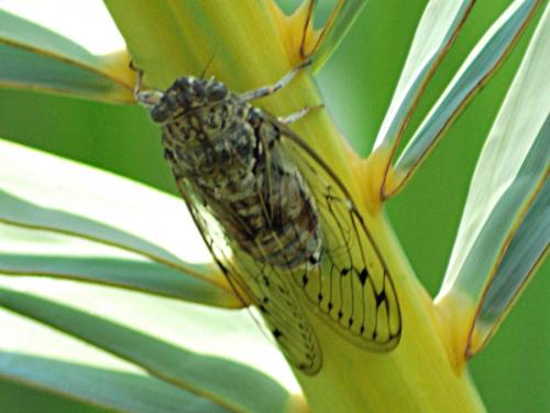 Cicada orni