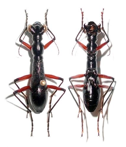 Tricondyla annulicornis