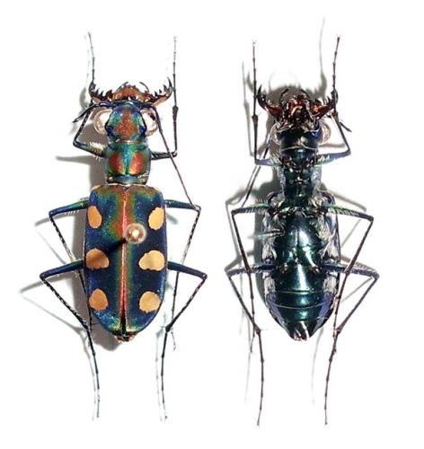 Réf. 73 514 : Cicindela aurulenta juxtata