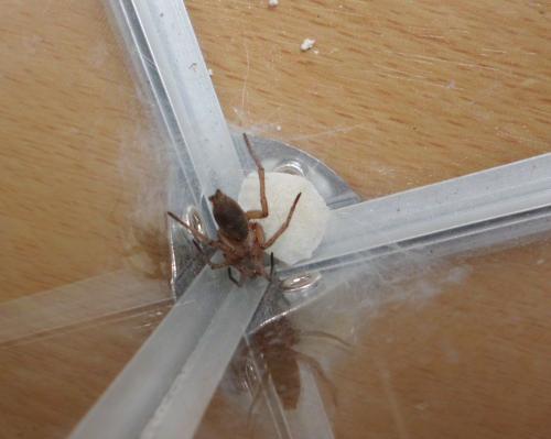 Drassodes sp.