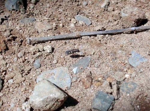 Réf. 73 515 : Cicindela aurulenta juxtata