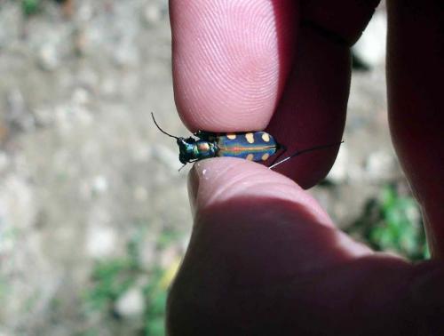 Cicindela aurulenta juxtata