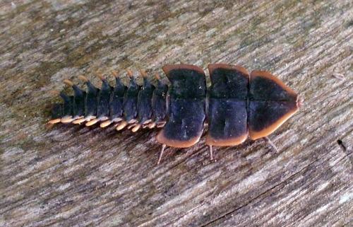 Duliticola sp.