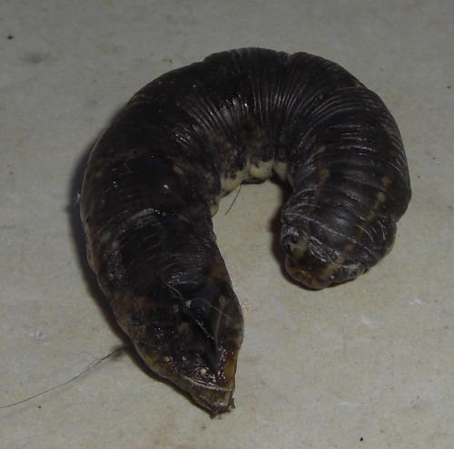 Réf. 73 809 : Agrius convolvuli