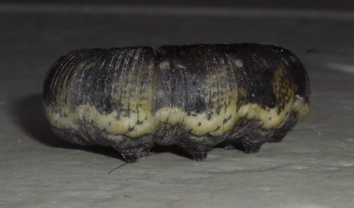 Réf. 73 810 : Agrius convolvuli