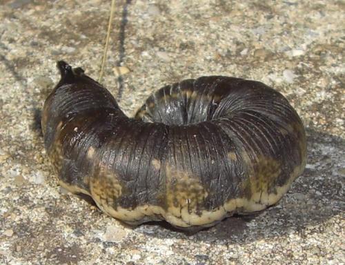 Réf. 73 811 : Agrius convolvuli