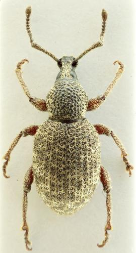 Réf. 73 400 : Otiorhynchus singularis