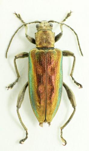 Réf. 73 216 : Donacia marginata