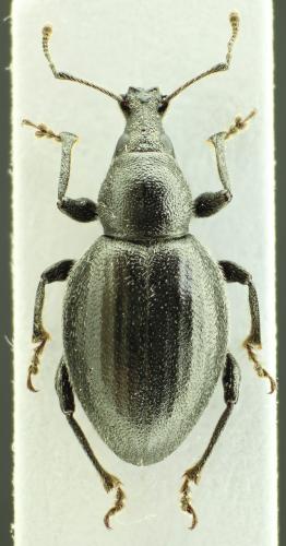 Otiorhynchus atroapterus