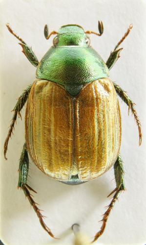 Réf. 73 457 : Anomala dubia