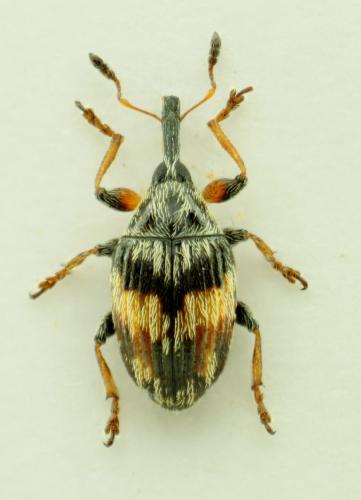 Réf. 73 439 : Nanophyes marmoratus