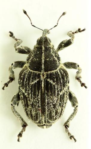 Réf. 73 171 : Mogulones geographicus