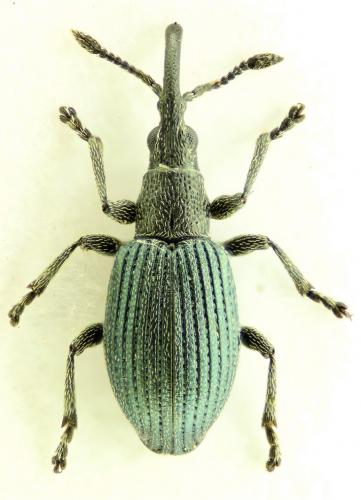 Ceratapion carduorum