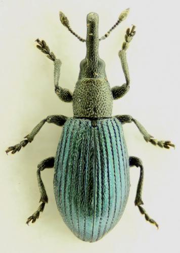 Réf. 73 353 : Perapion violaceum