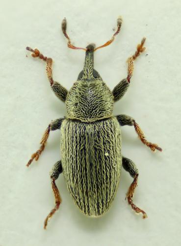 Réf. 73 085 : Tychius picirostris
