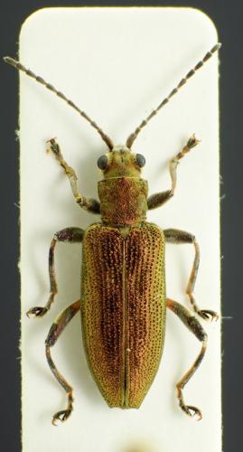 Donacia vulgaris