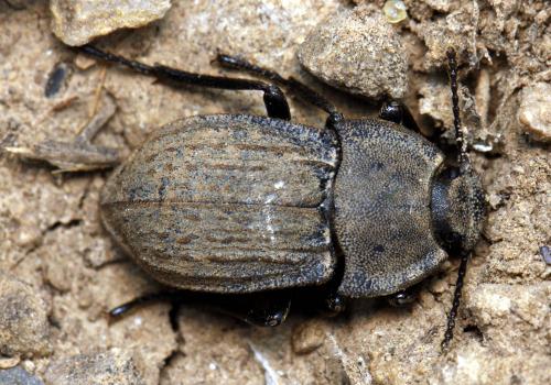 Asida jurinei