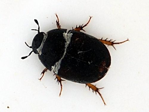 Réf. 73 777 : Sphaeridium sp.