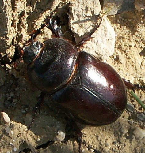 Réf. 73 460 : Oryctes nasicornis