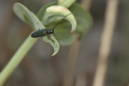 Agapanthia intermedia