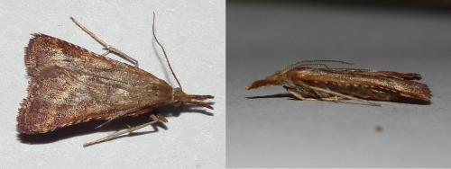 Réf. 73 431 : Synaphe punctalis